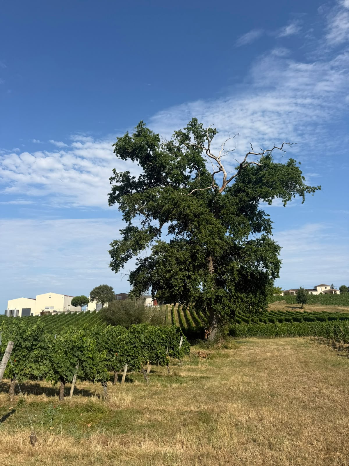 Le grand chêne au milieu des vignes du Château La Verrière
