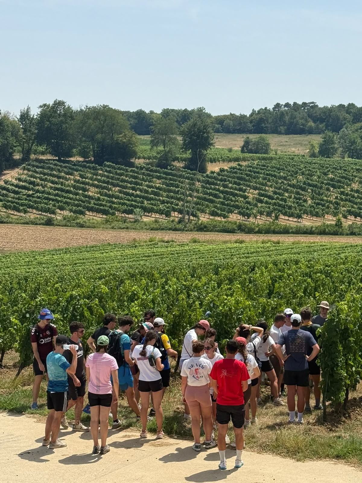 Groupe en visite guidée au milieu des vignes